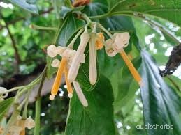 Alangium begoniaefolium flower4.jpg